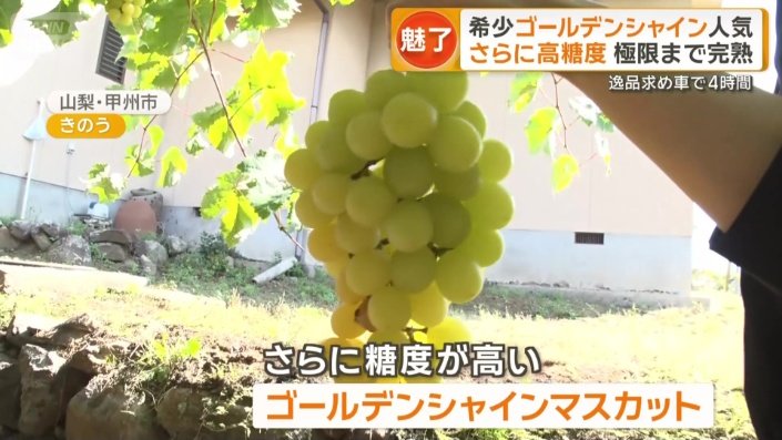 ゴールデンシャインマスカット