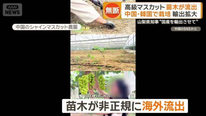 シャインマスカットの苗木が非正規に海外流出