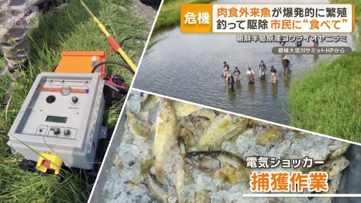 電気ショッカー捕獲作業