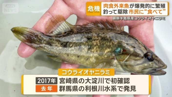 淡水魚「コウライオヤニラミ」