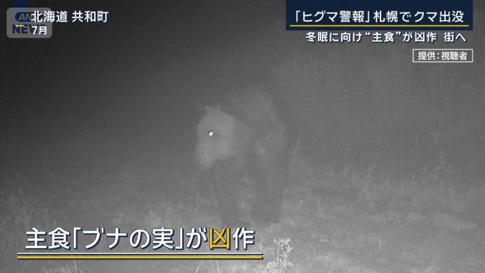 エサを求めて人里に降りてきているクマ