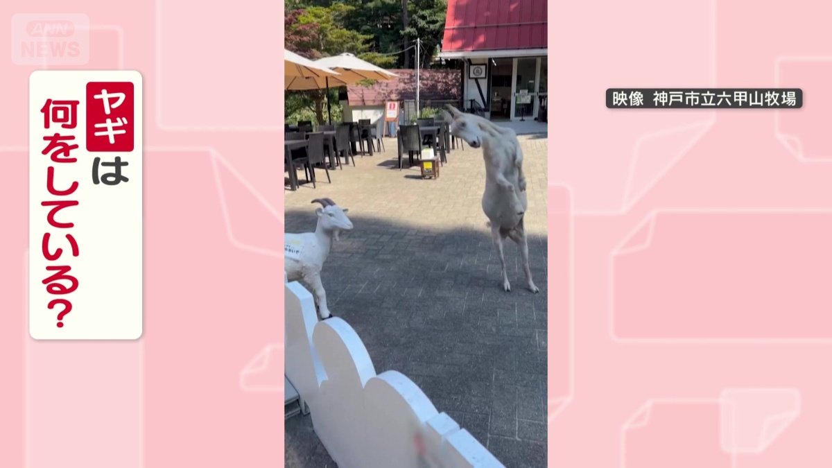 置物相手に何してる？