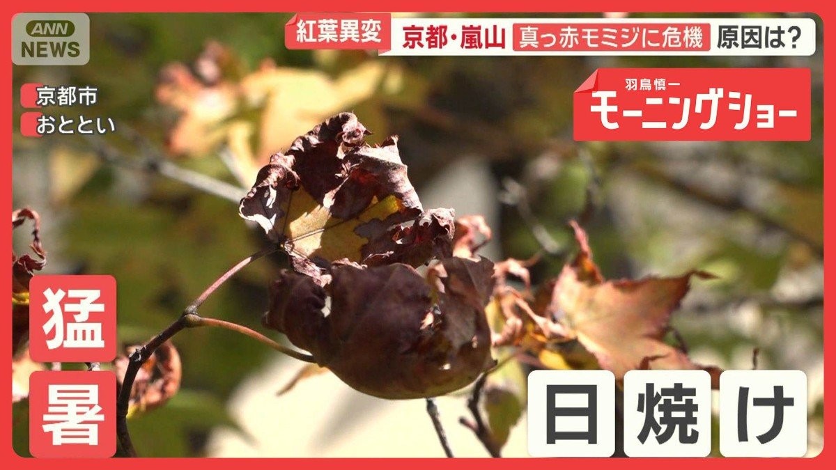 モミジ変色にイチョウ枯れ…猛暑の影響で紅葉危機　10月間近に真夏日続出