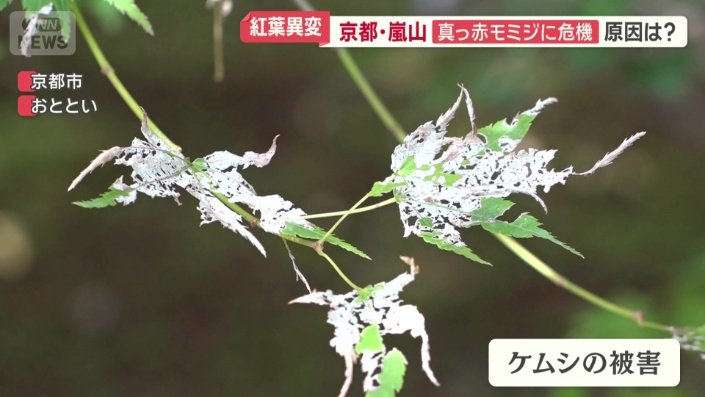 ケムシに食べられた痕も