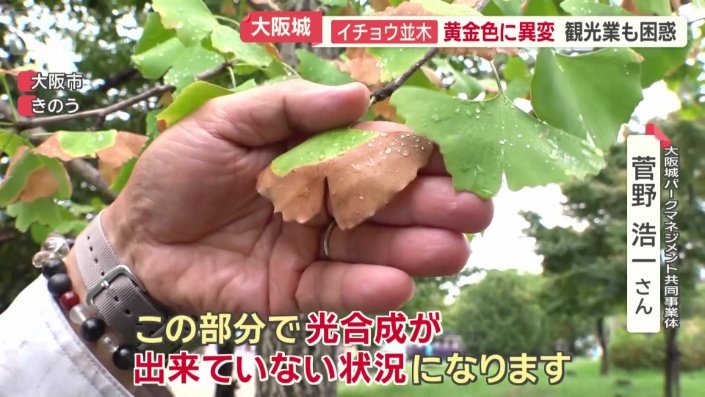猛暑の影響で全体のおよそ1割のイチョウの葉が枯れてしまった