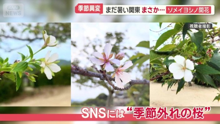 “季節外れの桜”の投稿が相次ぐ