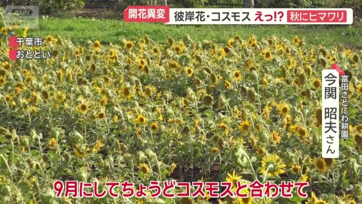 なぜ秋にヒマワリ？