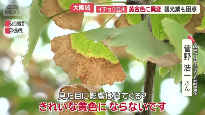 何十年後というレベルの変化だが、木自体がだんだん枯れてしまう事態も考えられる