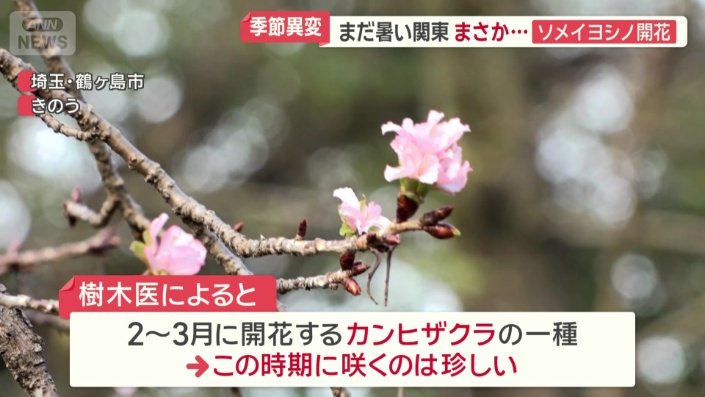 この時期に咲くのは珍しい