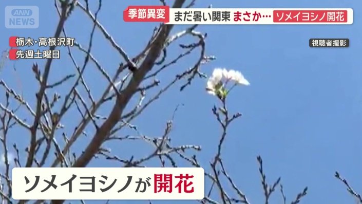 撮影者によると、この時期にソメイヨシノが咲いたのは今年が初めて