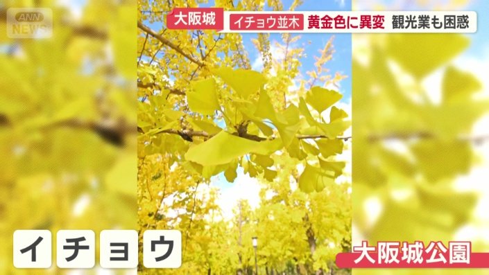 園内には400本ほどのイチョウが植えられている