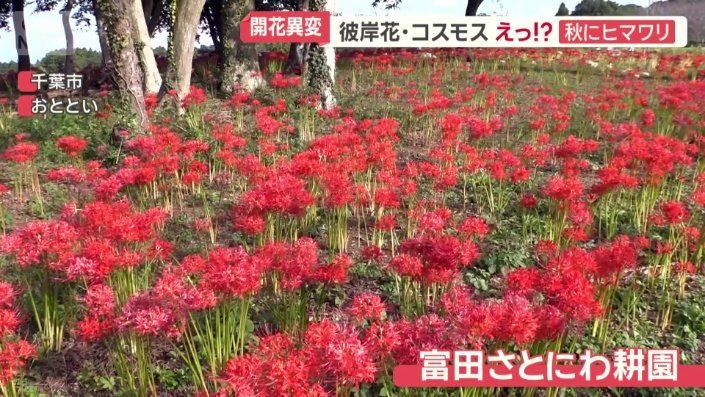千葉市の「富田さとにわ耕園」