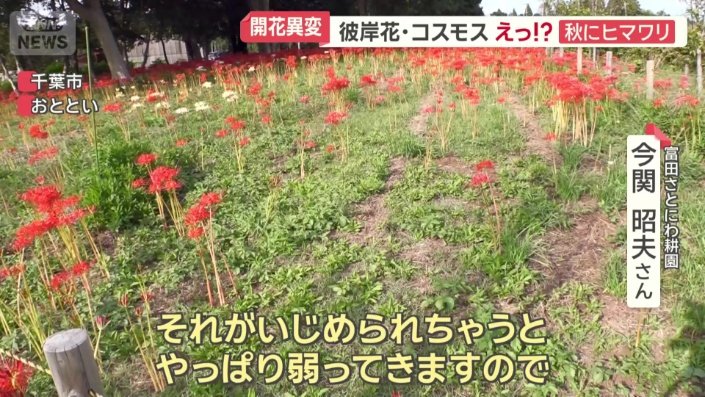 場所によって開花時期にズレが