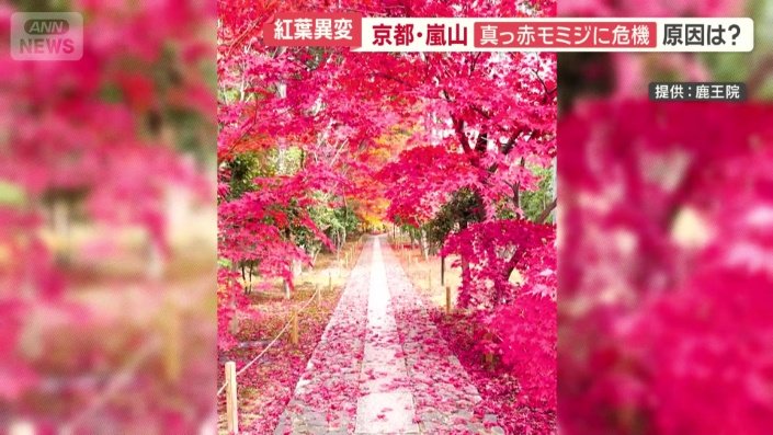 紅葉の名所として知られているが…