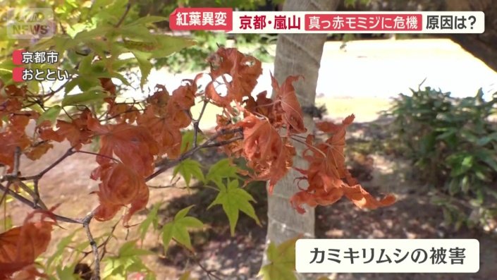 カミキリムシによる被害