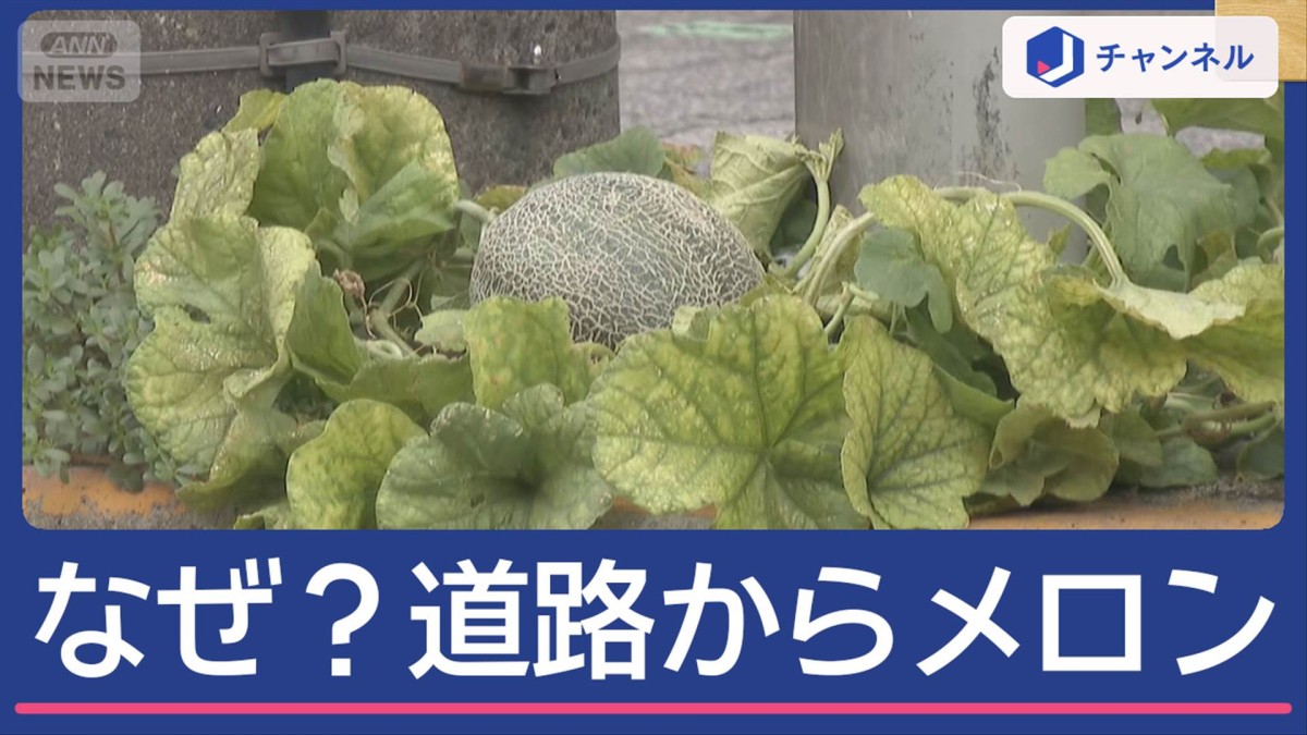 道路からメロン生えてきた！そこには意外な原因が？