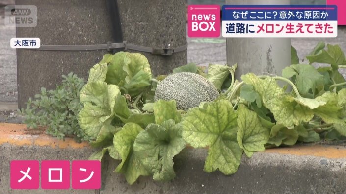 直径13センチほどのメロン