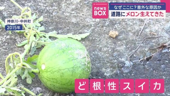 “ど根性スイカ”も