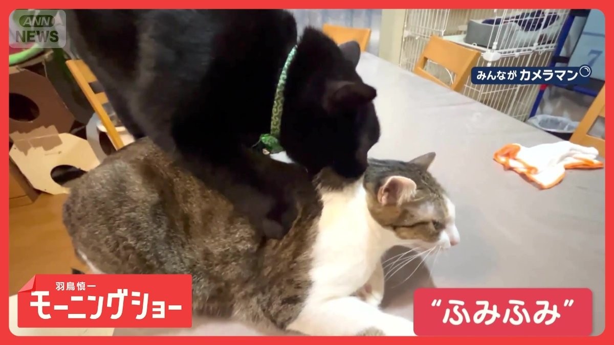 快感？“ふみふみ”ネコちゃん　ツボを刺激！　ネコがネコをマッサージしてるの？