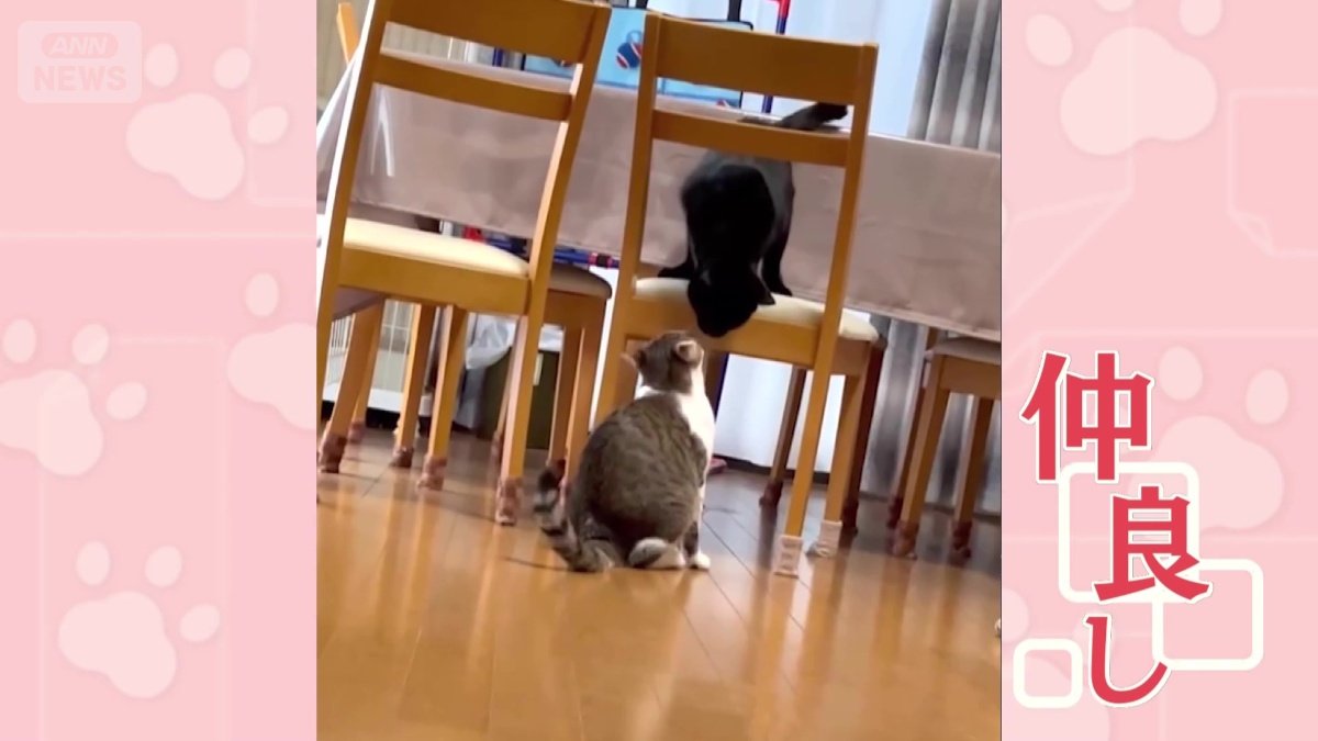 ２匹は仲良し