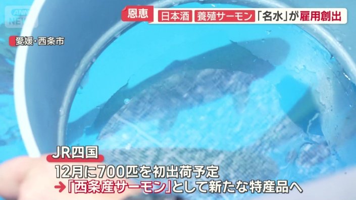 西条産サーモン