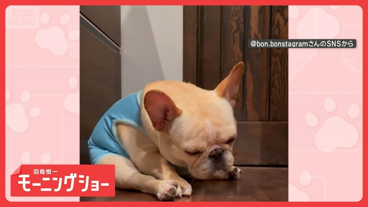 「ウトウト…ハッ！寝てないワン」　座ったまま眠気と格闘　なぜ横になって寝ないの？