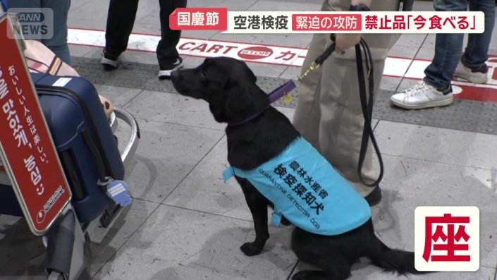 荷物のにおいを嗅いでお座り