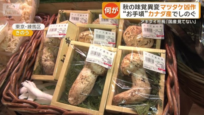 カナダ産マツタケ