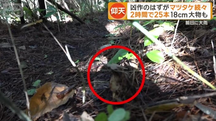 足元にマツタケが！