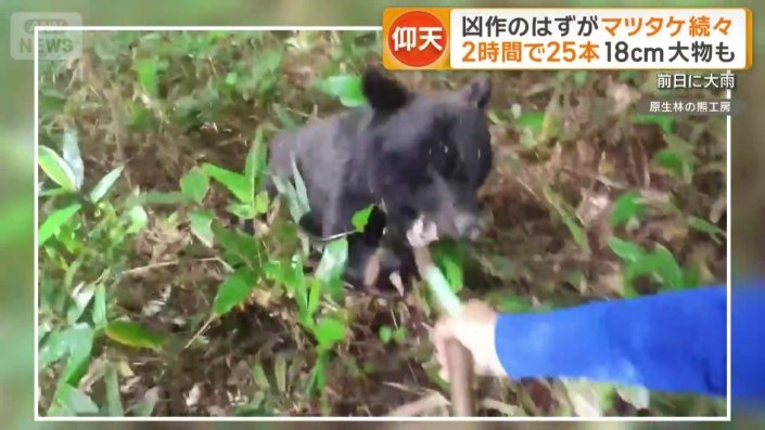 襲ってきたクマ（2023年）