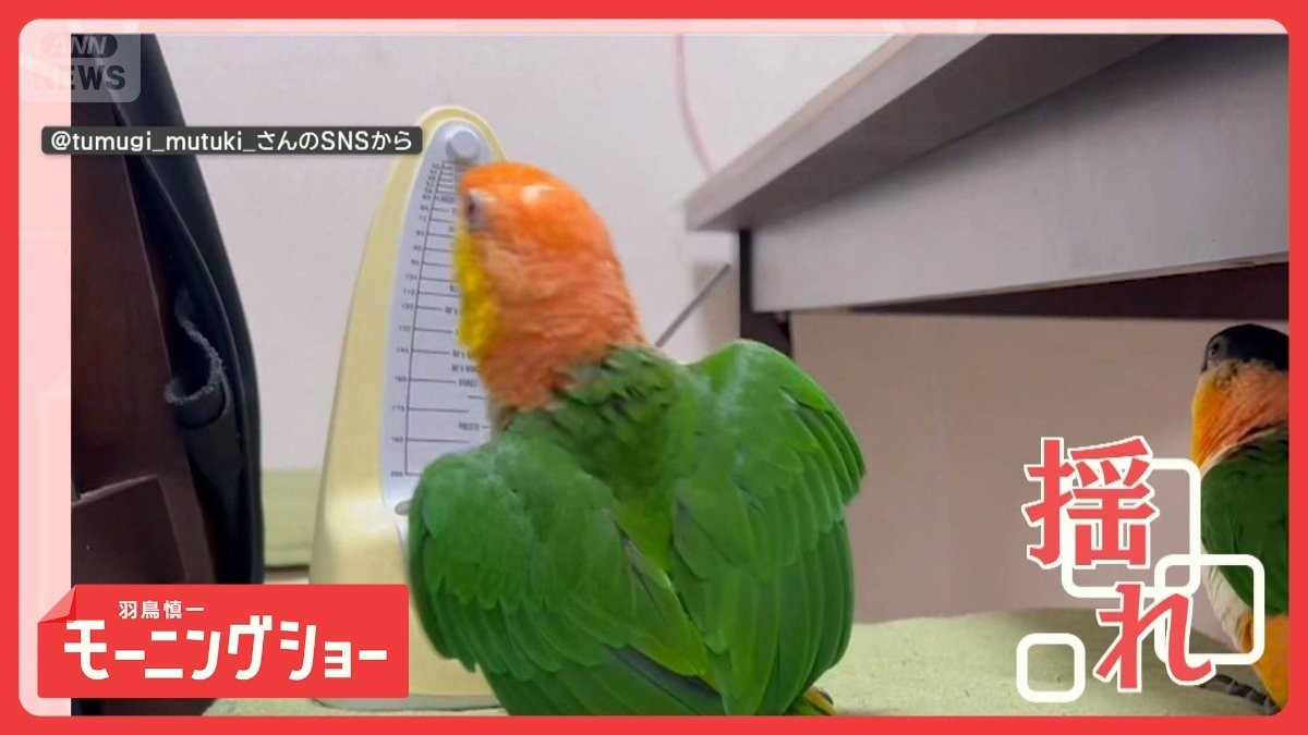 チクタク　右！左！右！左！　メトロノームなりきりインコさん　マネをしているの？