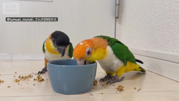 美味しそうにご飯を食べているインコ