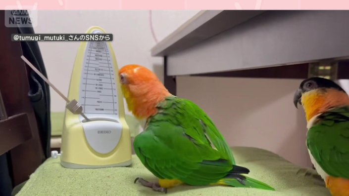 メトロノームをみて体を左右に揺らすインコ