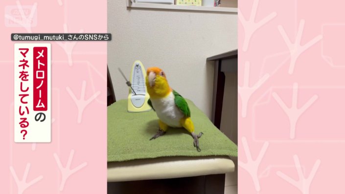 シロハラインコの、つむぎちゃん(4)