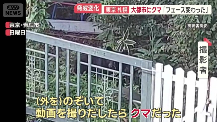 地面に落ちたクルミを一心不乱に食べるツキノワグマ