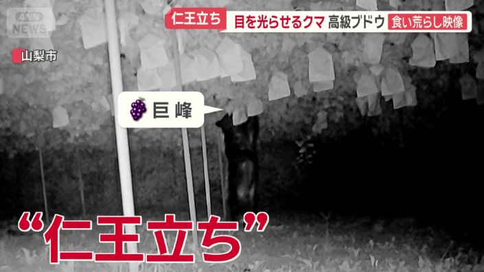 目を光らせながら忍び寄る黒いカゲの正体は「クマ」