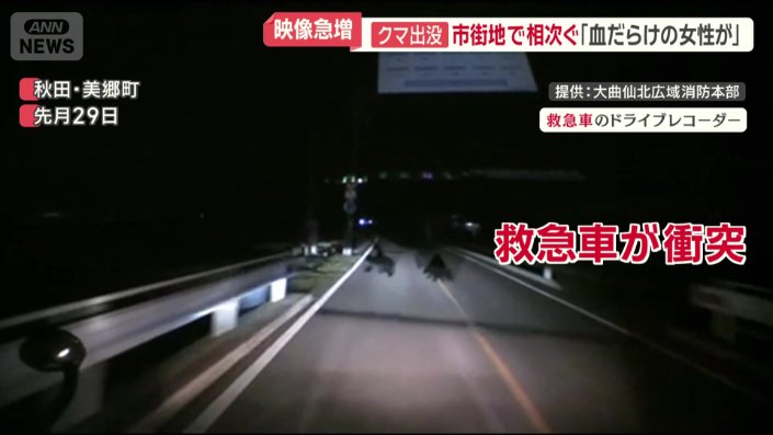 1頭のクマと救急車が衝突する事故