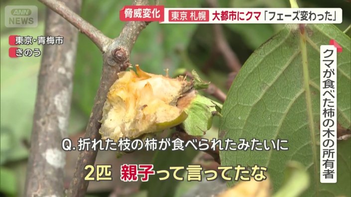 食べごろを迎えた柿およそ60個が被害に遭った