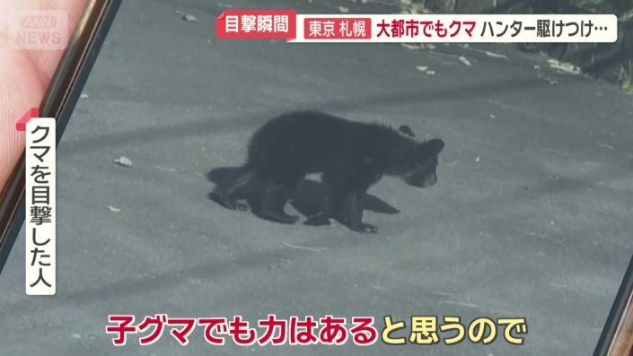 白昼堂々歩く子グマの姿