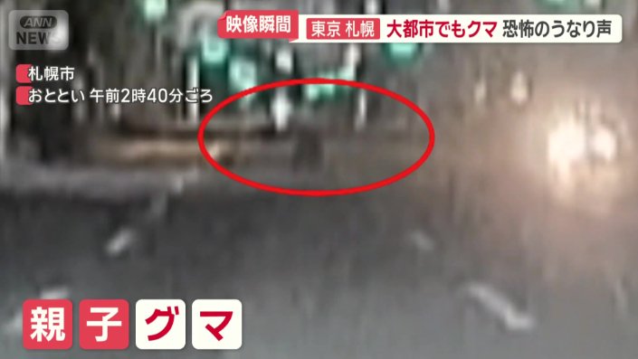 道路を横切る親子とみられるクマ