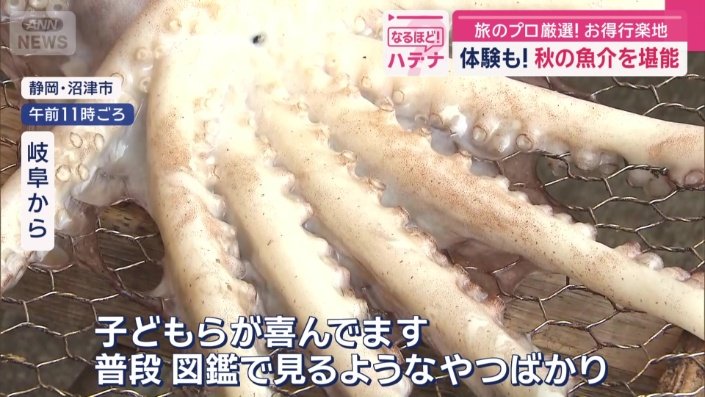 普段見たことのないタコ
