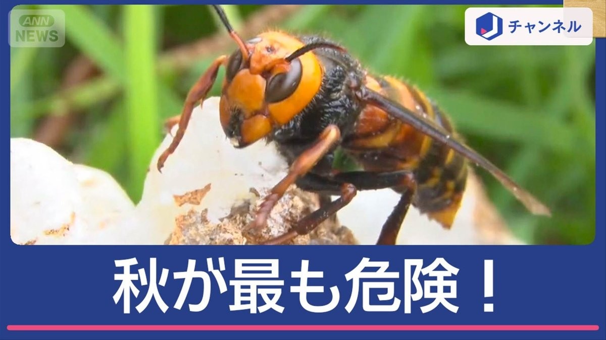秋が最も危険！女王バチの姿も　スズメバチ駆除に密着