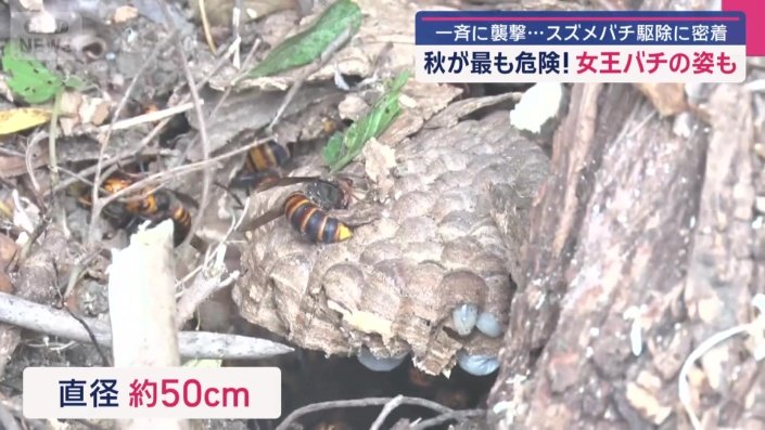 あらわになったスズメバチの巣