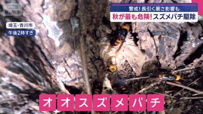 オオスズメバチ