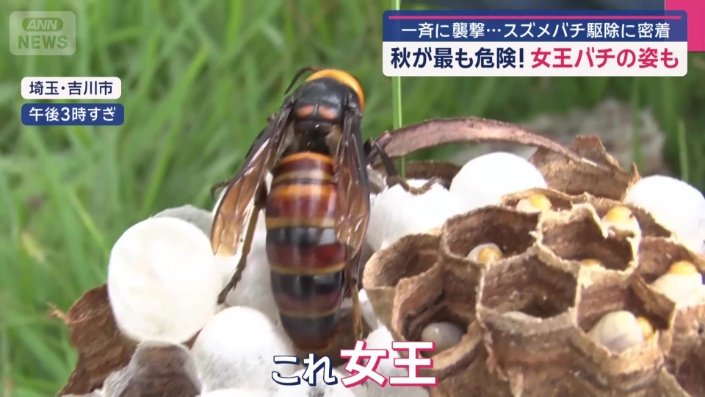 「これ女王」 