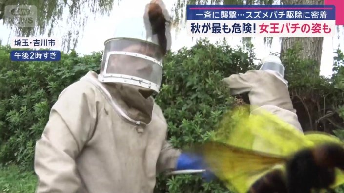 ハチを網で捕まえていく