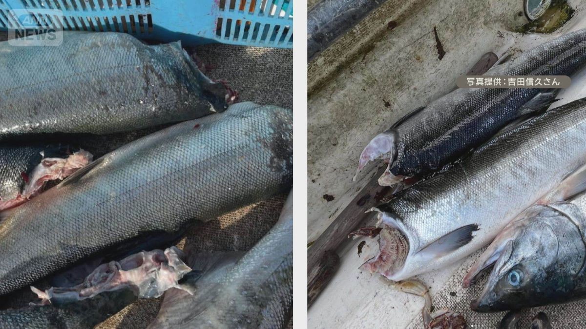 網に入ったサケの頭をアザラシが食う　不漁に追い打ち、漁師悲鳴「6割やられた」