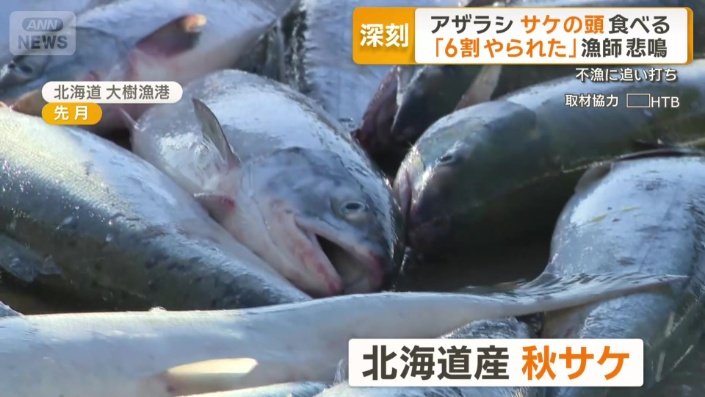 北海道産の秋サケ