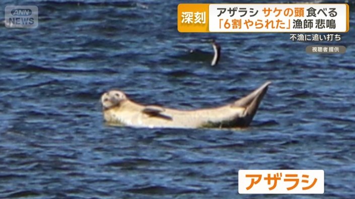 犯人は野生のアザラシ