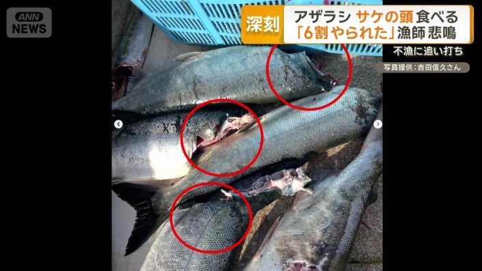 サケの頭部がなかったりエラの部分だけ食い荒らされる被害が続出